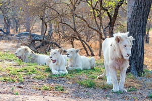 Motlala White Lions