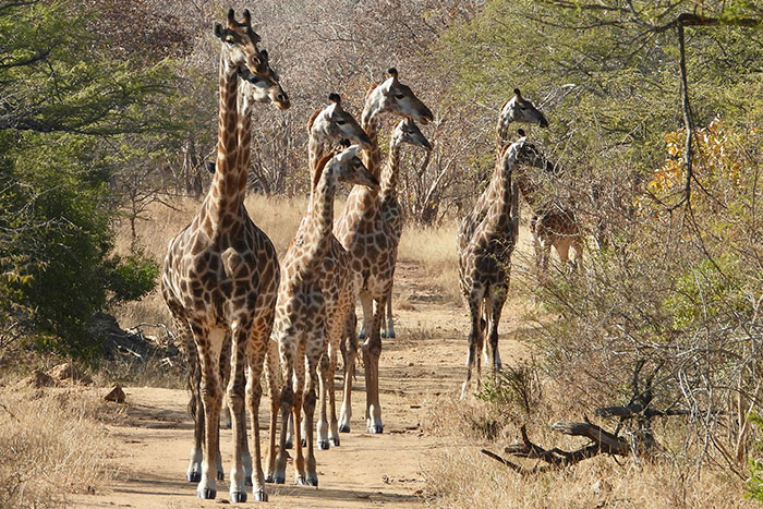 About Us Giraffes